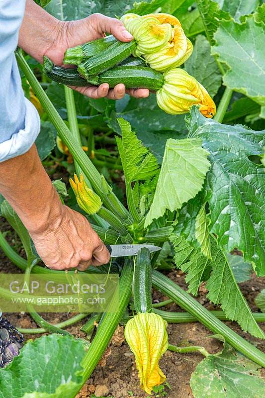 Woman harvesting Courgette Zucchini cutting the stalk with a knife