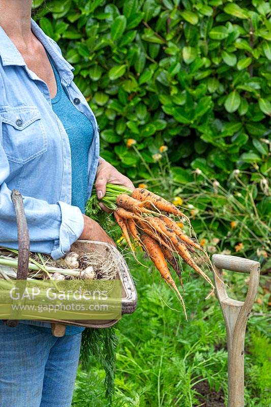 Woman holding trug with harvested Garlic and a bundle of newly harvest Carrot 'Karnavit'