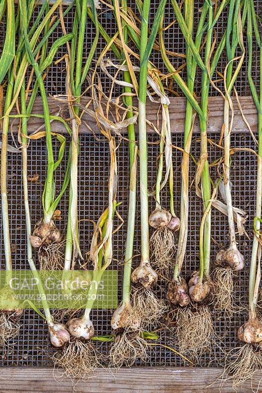 Harvested Garlic 'Arno' laid to dry on wire tray