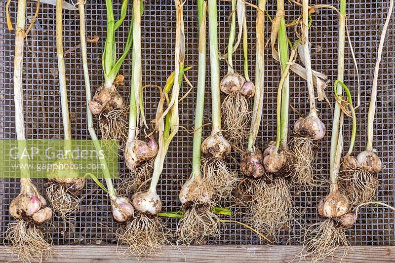 Harvested Garlic 'Arno' laid to dry on wire tray