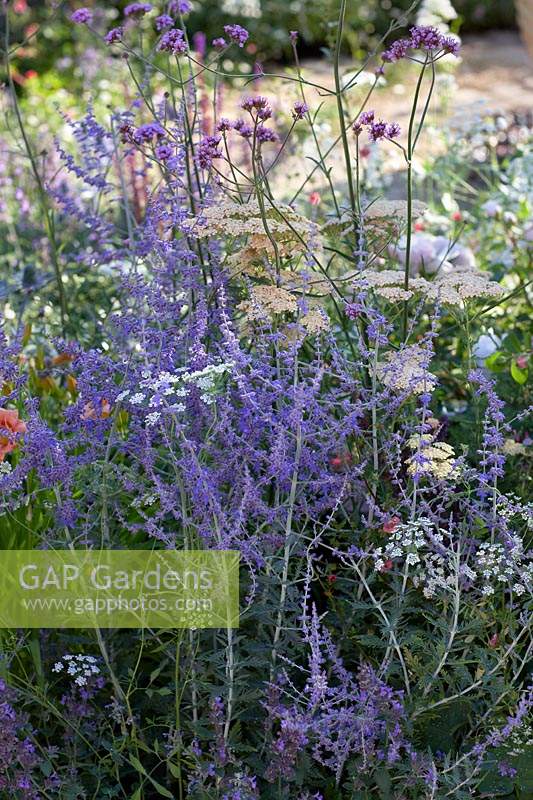 Planting combination of Perovskia, Achillea, Verbena bonariensis and Ammi majus. Best of Both Worlds Garden, Sponsored by BALI, RHS Hampton Court Palace Flower Show, 2018.