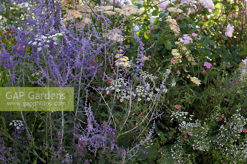Planting combination of Perovskia, Achillea, Verbena bonariensis and Ammi majus. Best of Both Worlds Garden, Sponsored by BALI, RHS Hampton Court Palace Flower Show, 2018.