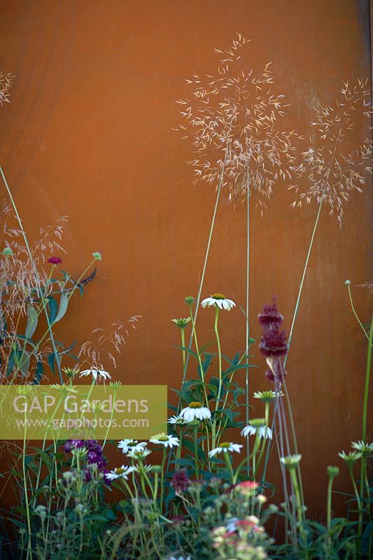 Corten steel wall with soft natural planting, including  Stipa gigantea, Allium 'Red Mohican' and Echinacea purpurea 'White Swan'. Apeiron: The Dibond Garden, designed by Alex Rainford-Roberts, Sponsored by Diabond, RHS Hampton Court Palace Flower Show, 2018.
