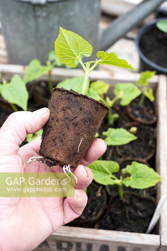 Phaseolus coccineus - Runner bean roots emerging through Peat-Free Fibre Plant Pots.