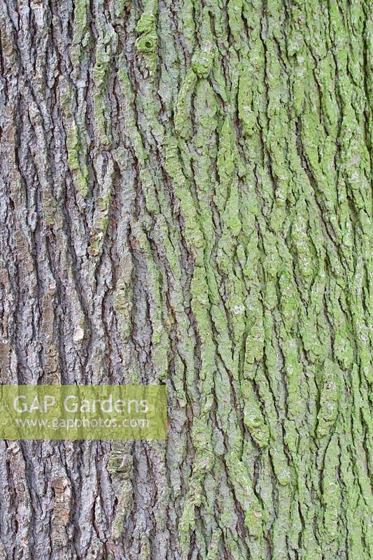 Cedrus deodara - Bark of a mature Deodar Cedar, also known as Himalayan Cedar