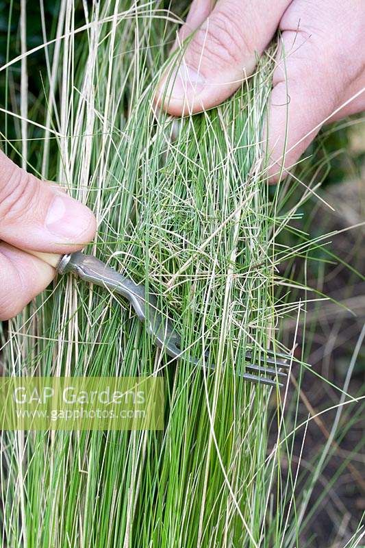 Person using old kitchen fork to remove dead foliage from Stipa tenuissima 'Pony Tails' in early spring.