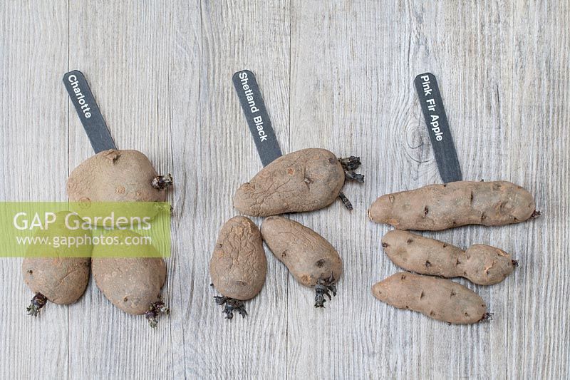 Chitting potatoes labelled 'Charlotte', 'Shetland Black' and 'Pink Fir Apple' on a wooden surface. 
