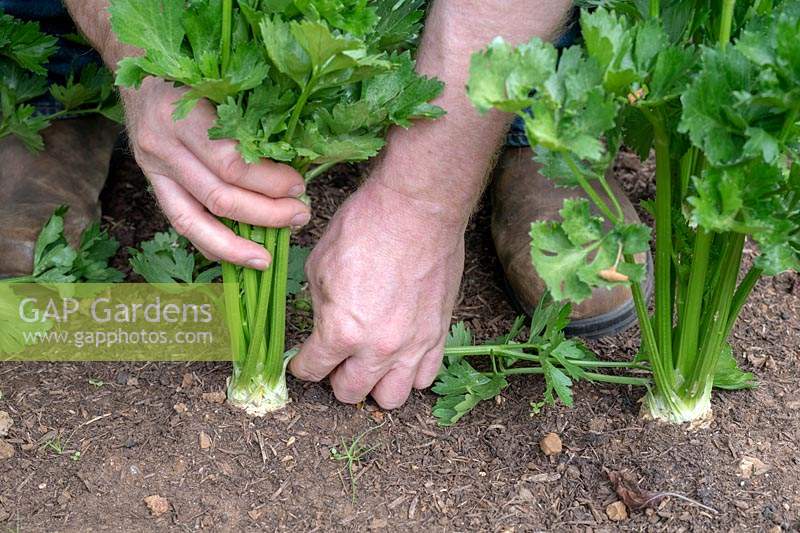 Gardener removing the outer leaves of Apium graveolens var. rapaceum - Celeriac - to expose the crown and encourage the bulb to develop.
