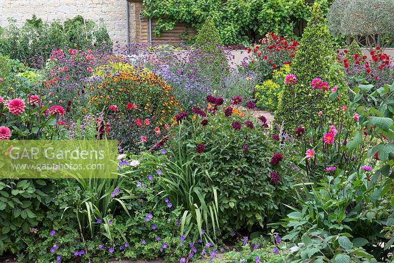 Flowering dahlias, geraniums and heleniums grow with clipped topiary in walled garden. 
