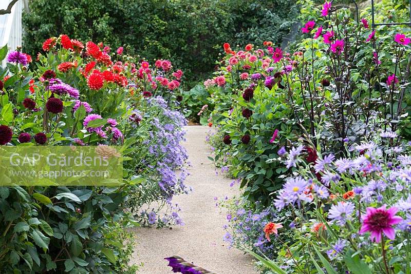 View along a kitchen garden path flanked by dahlias and asters.