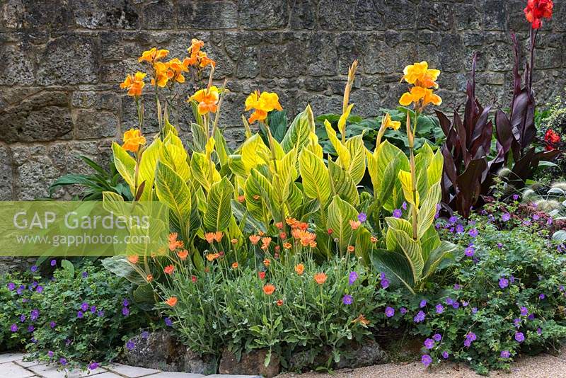 Canna 'Bethany' flowering in border with other plants. 
