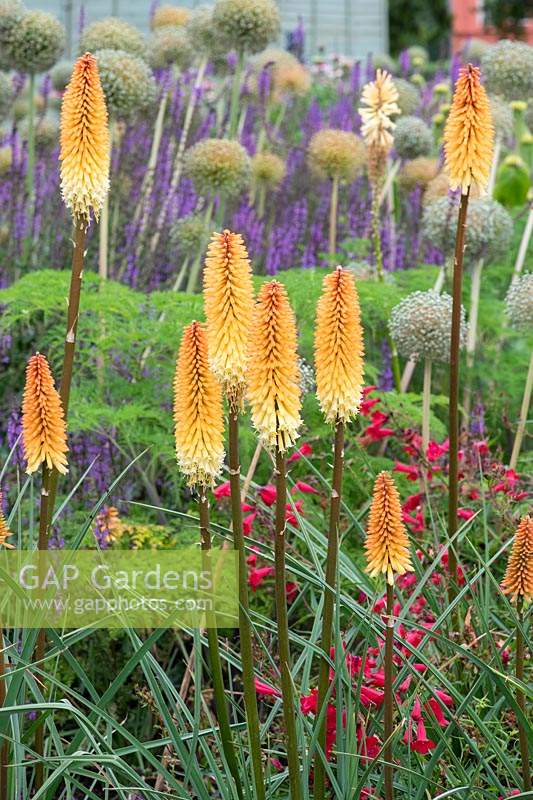 Kniphofia 'Tawny King' - Red Hot Poker 'Tawny King' in a garden border. 
