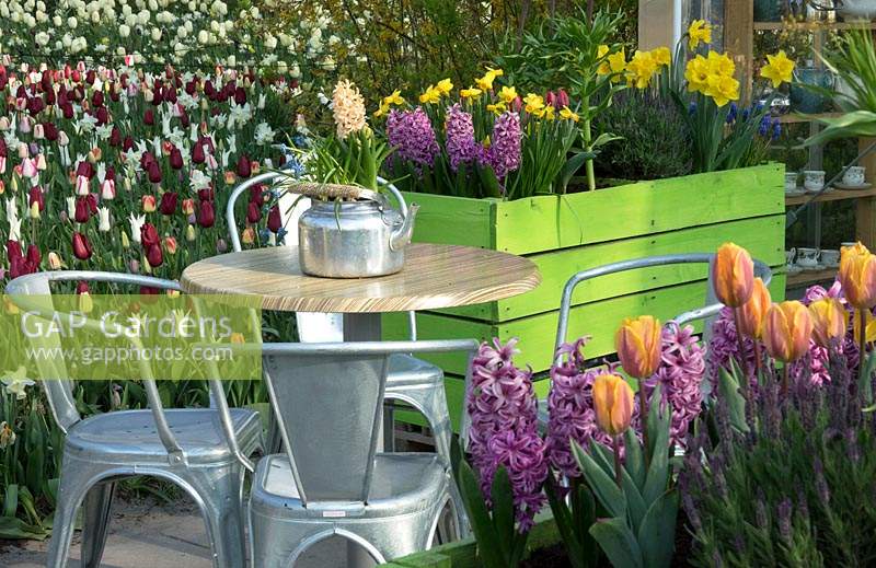 Table and chairs surrounded by flowering bulbs, in containers nearby and the borders beyond. 