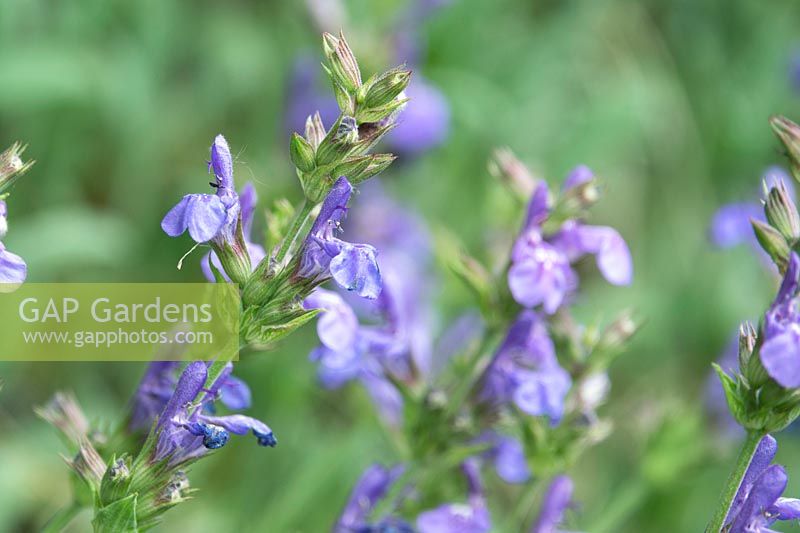 Salvia lavandulifolia - Lavender-leaved Sage