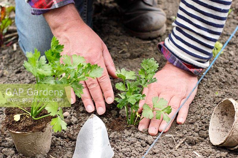 Gardener firming in young Apium graveolens var. rapaceum - Celeriac 'Monarch' into hole in soil.
