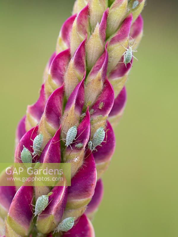 Aphids - greenfly infestation on Lupin.
