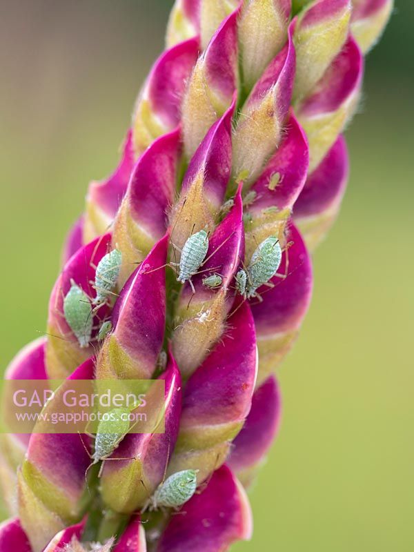 Aphids - Greenfly infestation on Lupin.
