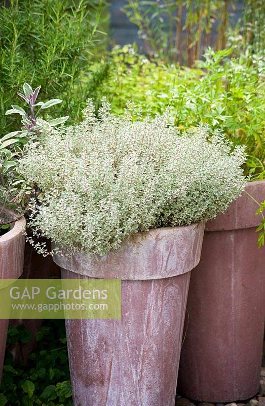 Thymus 'Silver Posie' - Thyme  'Silver Posie' growing in terracotta pot. 