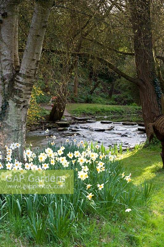 Flowering Narcissi and trees growing on bank of river. Abbey House Gardens, Malmesbury, UK. 