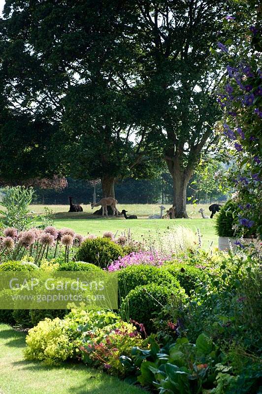 Clipped Box balls and flowering Alliums in border, with view to group of alpaccas resting on lawn.