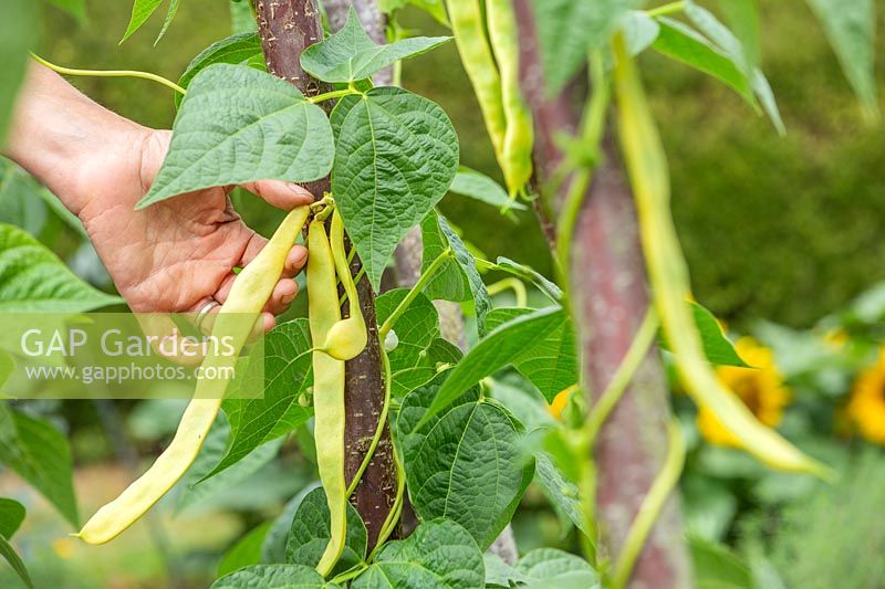 Woman picking Goldfield Climbing Beans