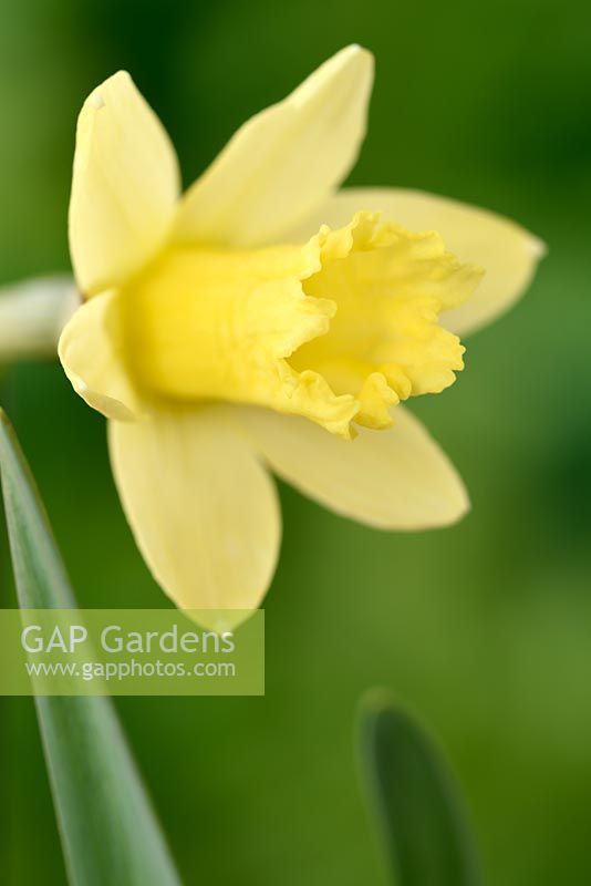 Narcissus  'Gipsy Queen'  - Daffodil  'Gipsy Queen'  
