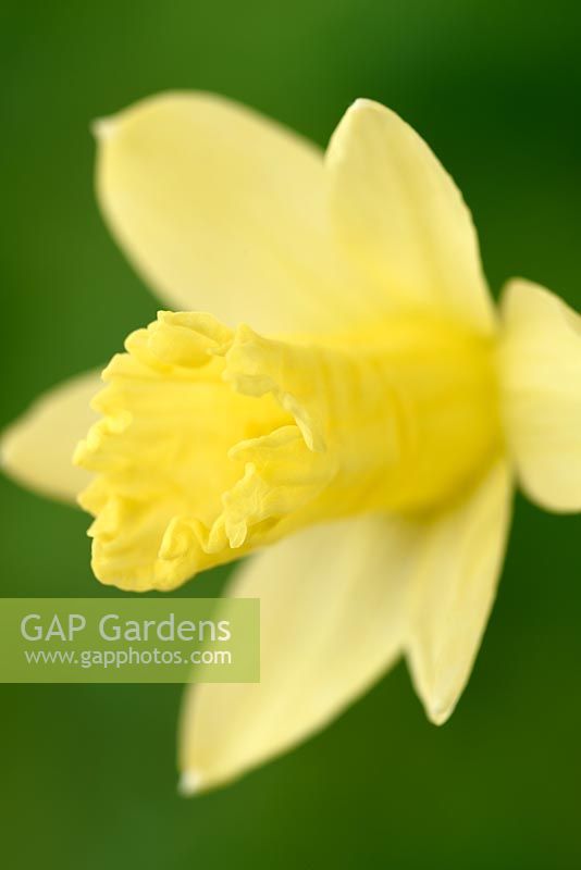 Narcissus 'Gipsy Queen' - Daffodil 'Gipsy Queen'