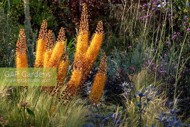 A splash of  orange in the Beth Chatto's Drought-tolerant garden.  Plants include: Foxtail lilies - Eremurus x isabellinus 'Pinokkio', Salvia 'Caradonna', Eryngium bourgatii and Stipa tenuissima growing in the gravel. Designer and contractor David Ward.