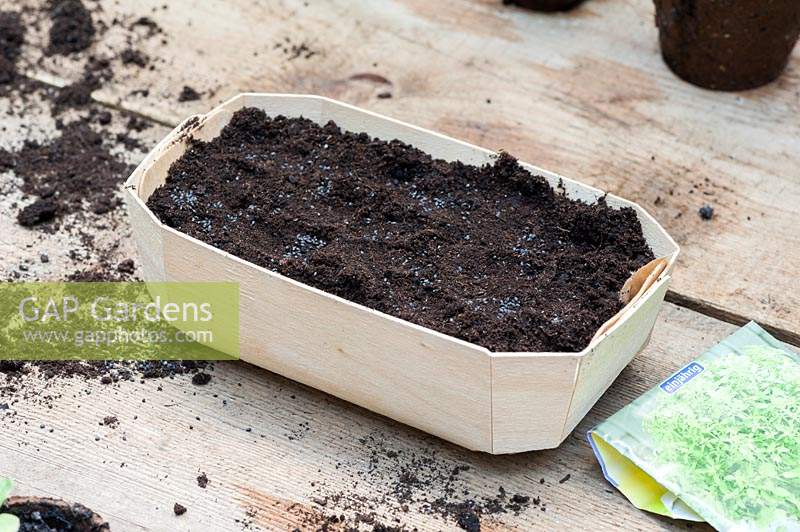 Newly sown Basil seeds in a small carton