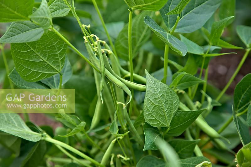 Phaseolus vulgaris 'Sprite' AGM Dwarf French bean