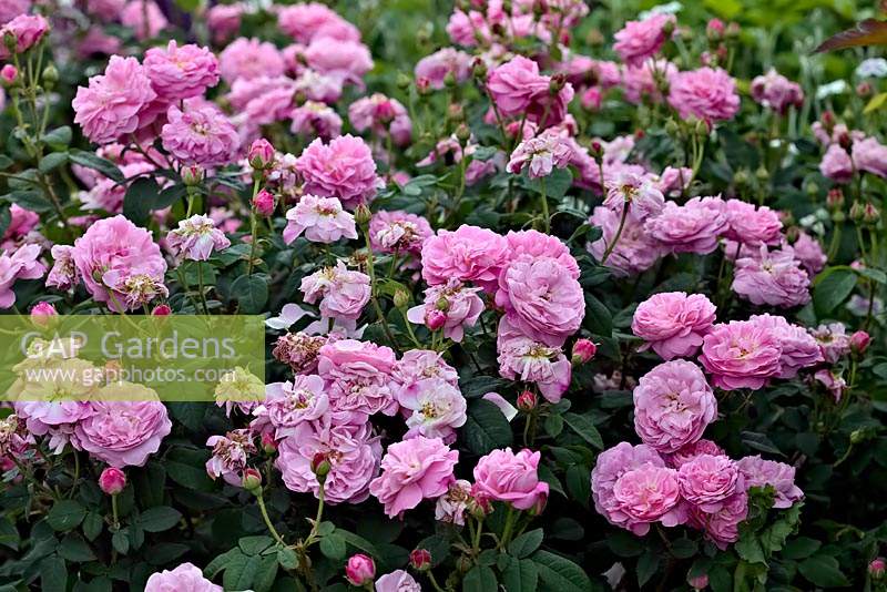 Rosa 'Belle Amour' A x D - an Alba and Damask rose cross