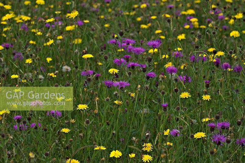 Wildflower meadow - Leontodon hispidus Rough Hawkbit, Knapweed  Centaurea nigra