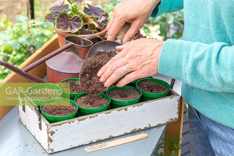 Woman topping up pots sown with sunflower seeds with thin layer of compost. 