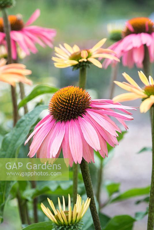 Echinacea 'Summer Cocktail' - Coneflower 'Summer Cocktail'