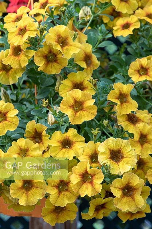 Petunia x Calibrachoa - Petchoa BeautiCal 'Caramel Yellow'
