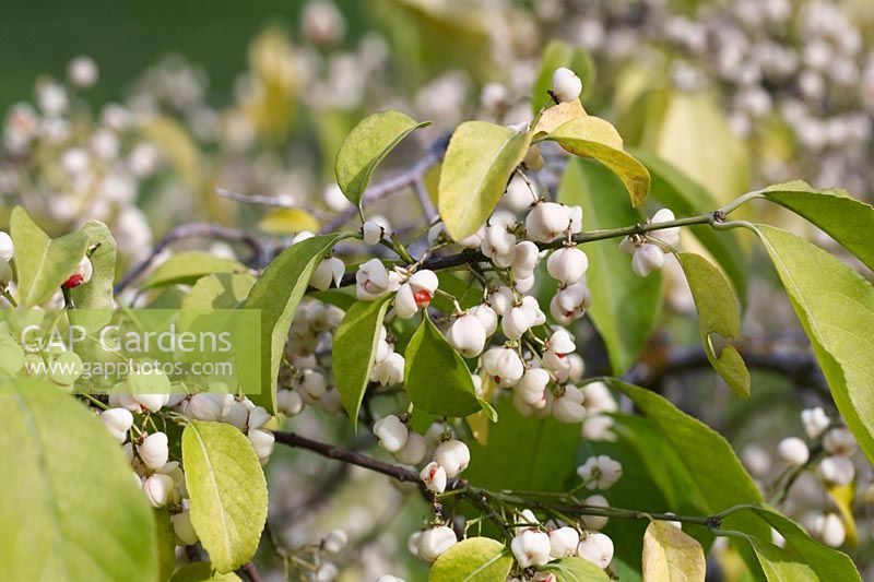 Euonymus hamiltonianus 'Popcorn' - Hamilton's spindletree 