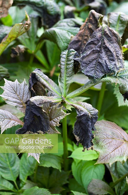 Rodgersia podophylla - Frost damaged leaves - May