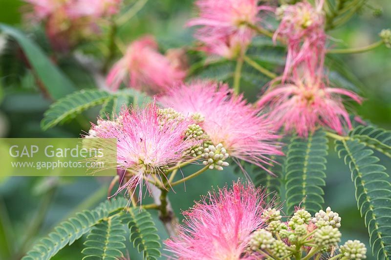 Albizia julibrissin f. rosea - Persian Silk Tree - July