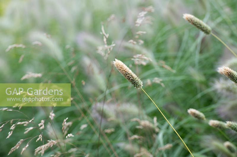 Phalaris brachystachys - Shortspike Canary Grass
