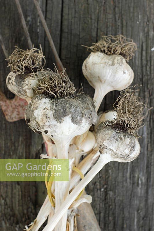 Allium sativum 'Germidour' - Freshly harvested garlic bulbs on dark wooden surface. 