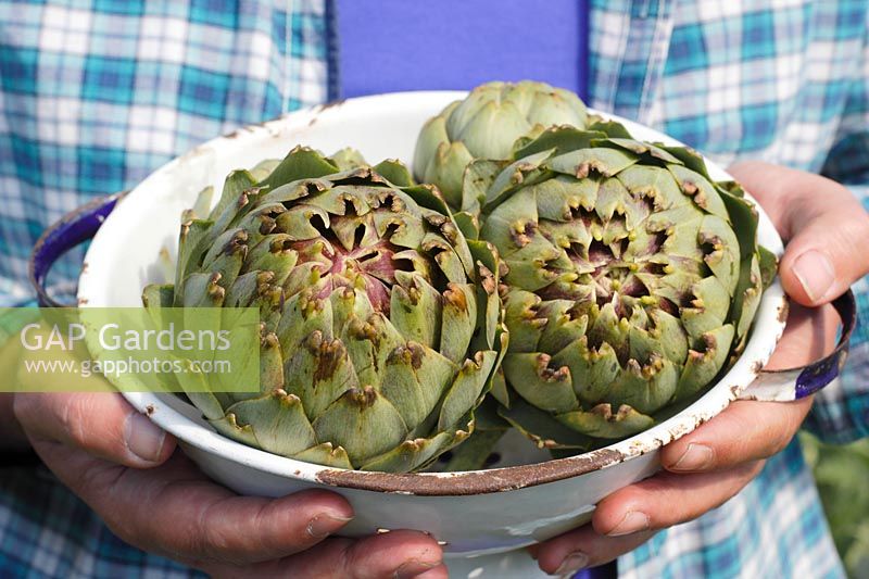 Cynara cardunculus 'Green Globe' - Freshly harvested artichokes carried in a colander