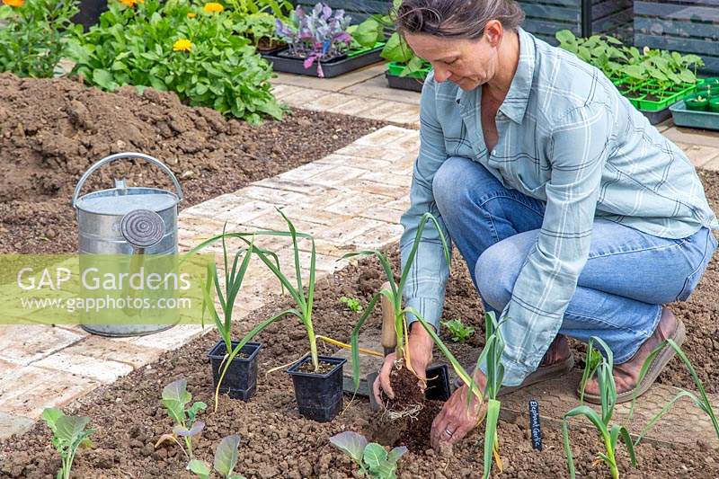 Woman planting the Elephant Garlic started off in pots under glass