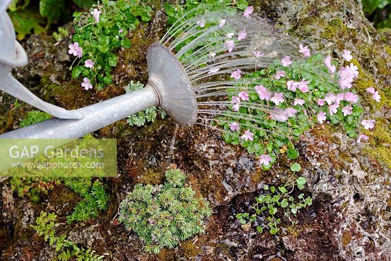 Person watering plants growing in tufa rock. 
