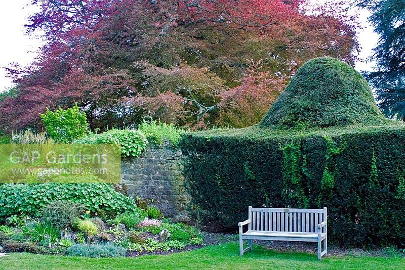 Wooden bench by topiary hedge and rock garden at Forde Abbey, Dorset, UK. 
