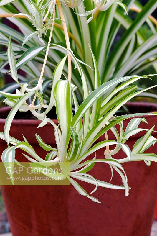 Chlorophytum comosum 'Variegatum' - Spider plant - Mature plant with plantlets.