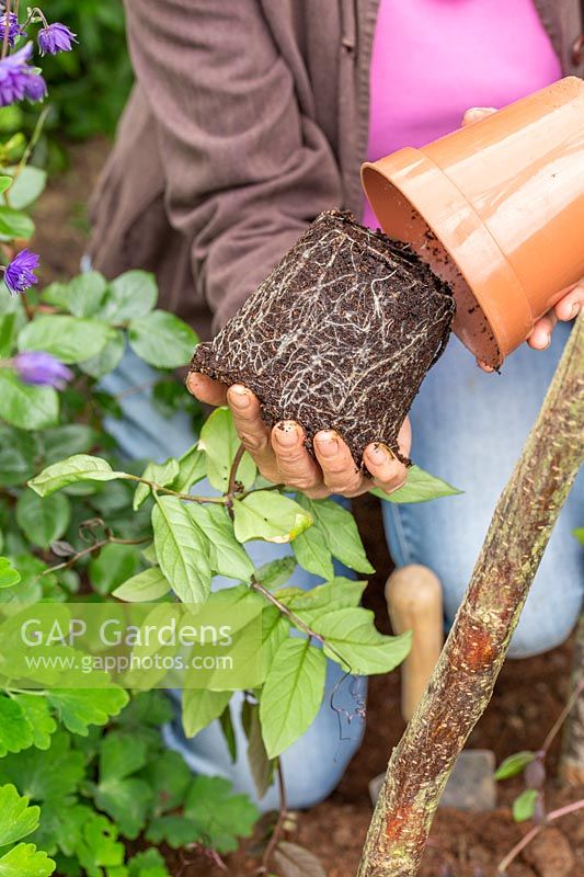 Woman carefully tipping seedling from pot ready to plant in border, taking care not to damage the roots