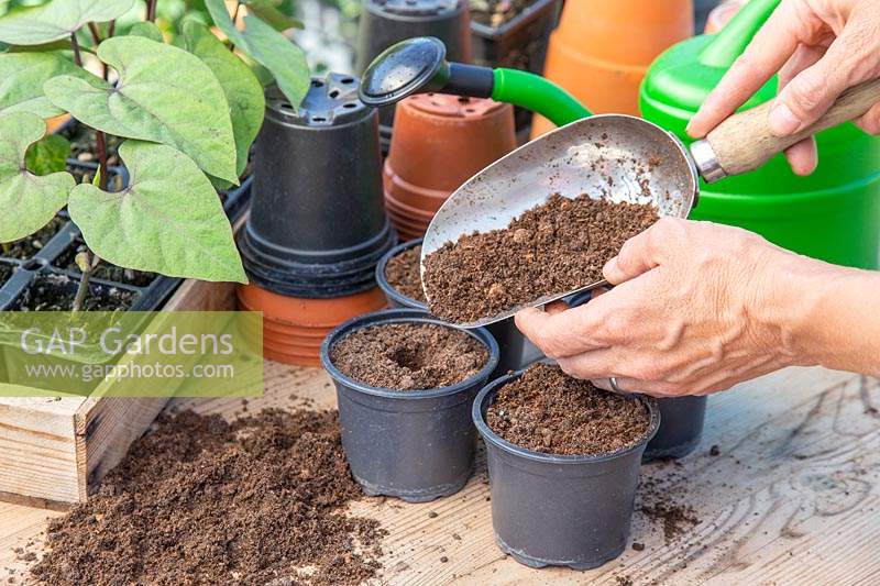  Person topping up the pots with compost using a scoop.