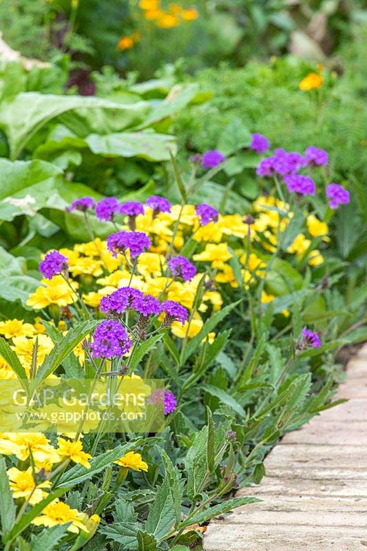Verbena 'Intensity' growing with Tagetes 'Alumia Vanilla Cream' in border by path edge. 