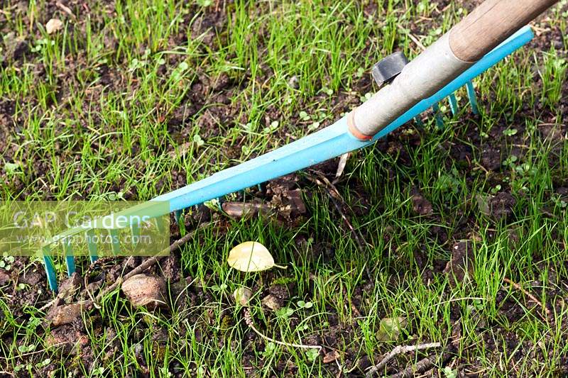 Person removing stone and debris off a newly sown lawn using a plastic rake. 
