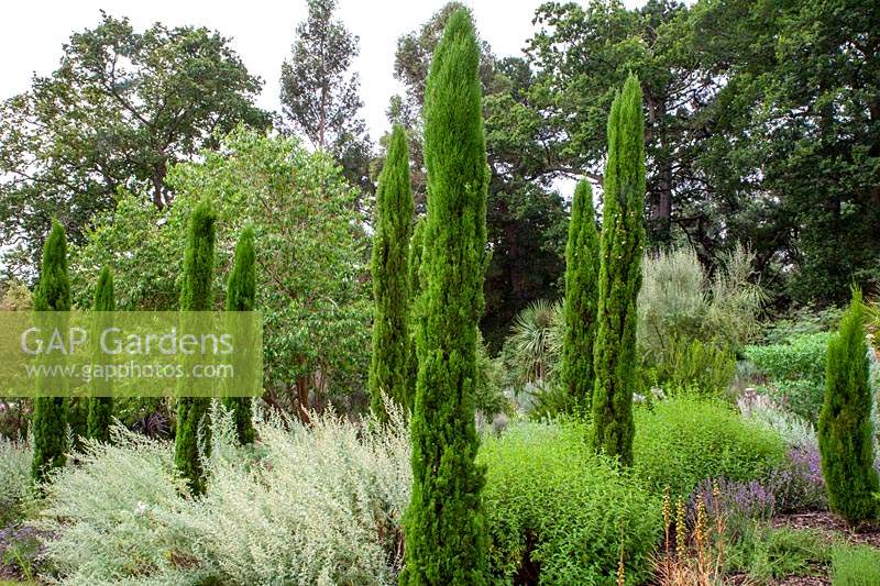 Cupressus sempervirens 'Totem Pole' - Italian cypress 'Totem Pole'